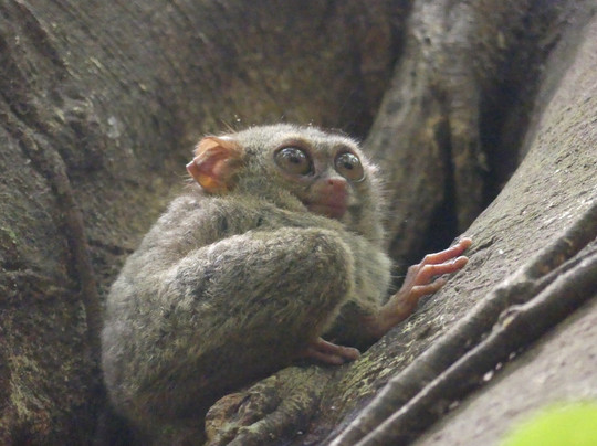 Tangkoko Wildlife Tour-比通必去景点