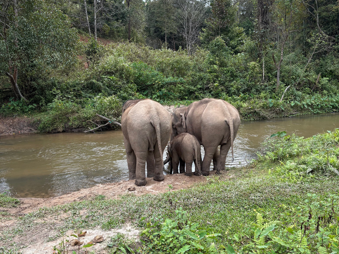 Blue Daily Elephant Care Sanctuary-清迈必去景点