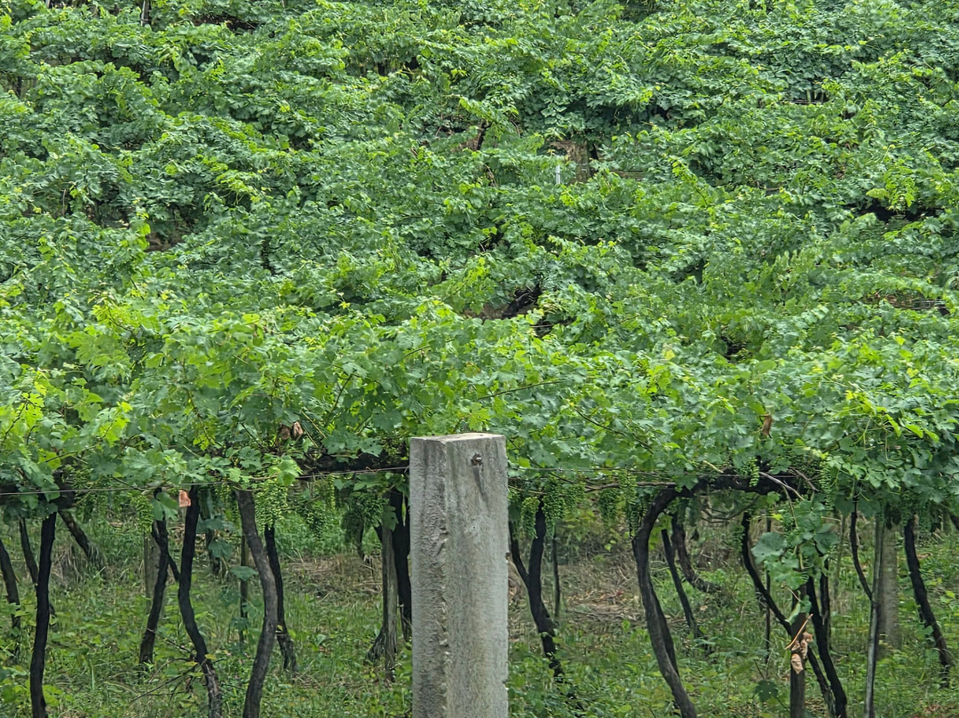 Vitivinicola Jolimont-卡内拉必去景点