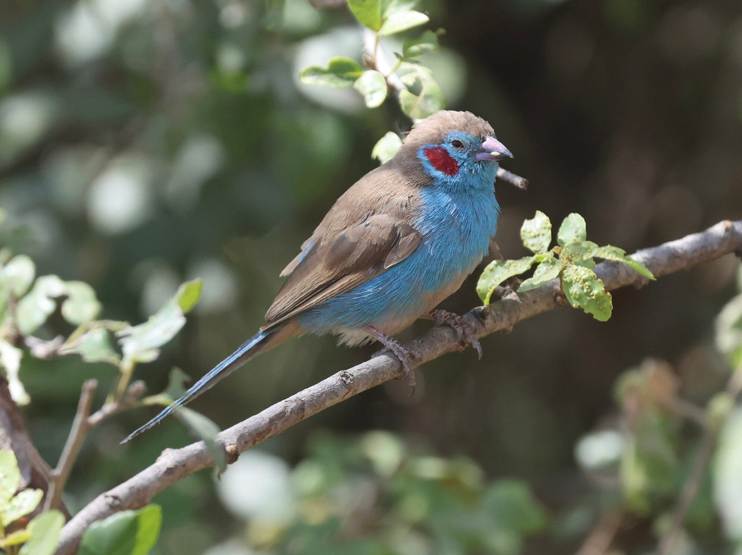 Absolute Ethiopia Tours-亚的斯亚贝巴必去景点