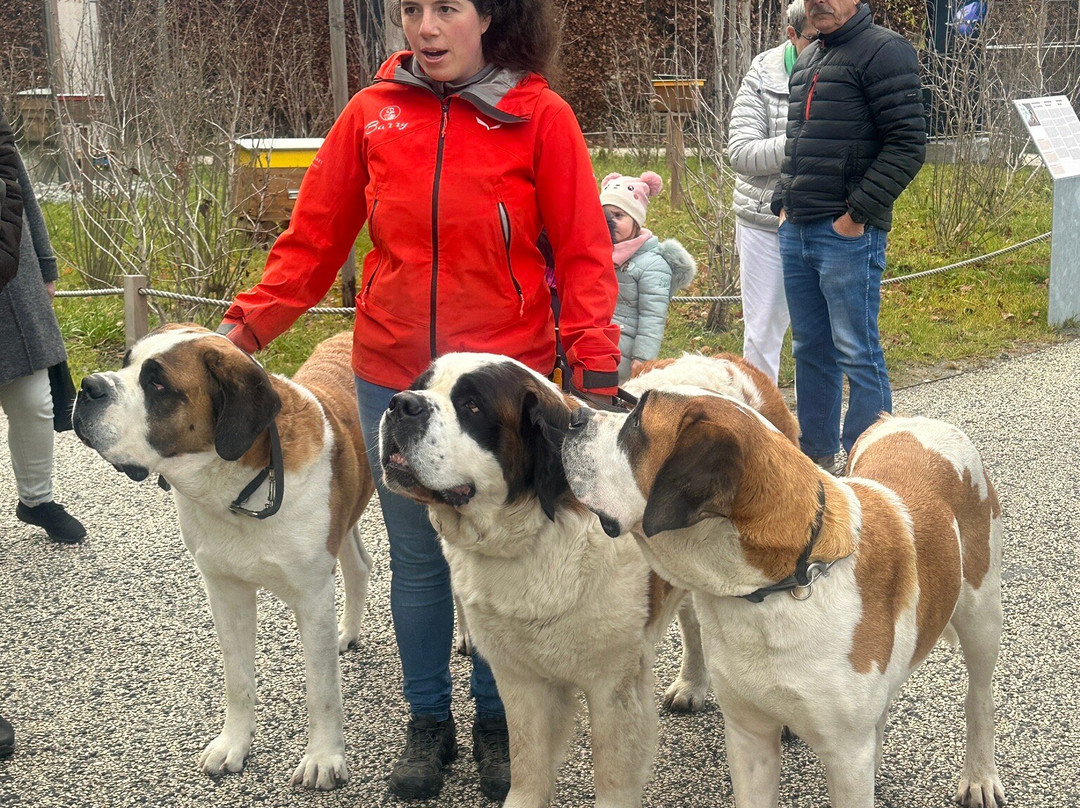 Barryland - Musée Et Chiens Du St-bernard-马蒂尼必去景点