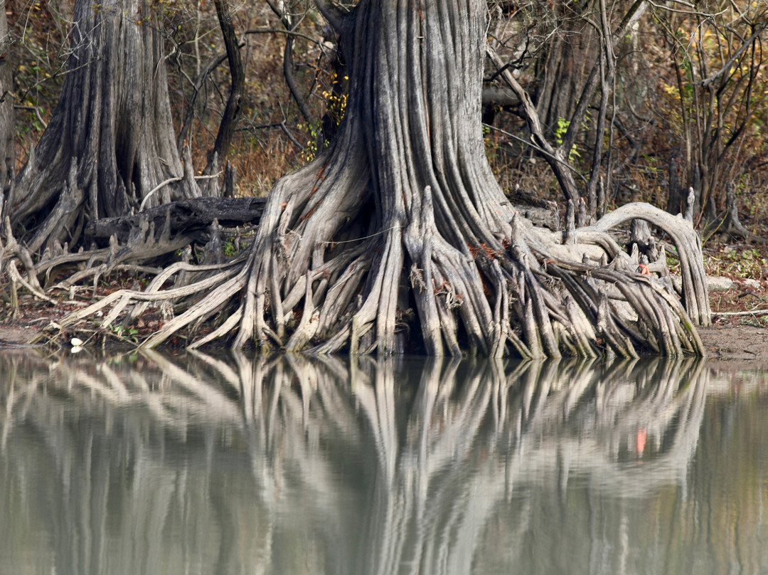 The Last Wilderness Swamp Tour-Plaquemine必去景点