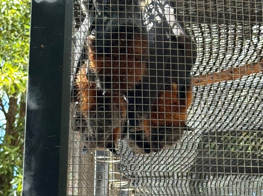 Potoroo Palace-梅林布拉必去景点