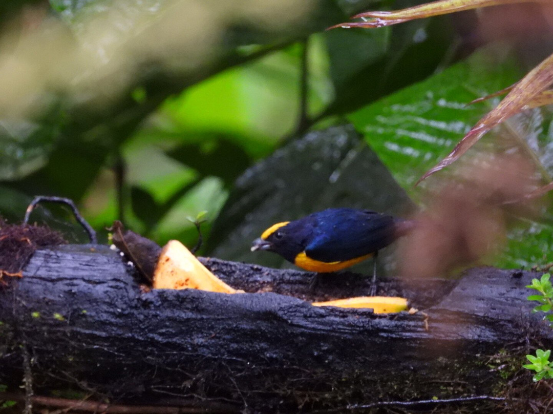 Maquipucuna Reserve-基多必去景点