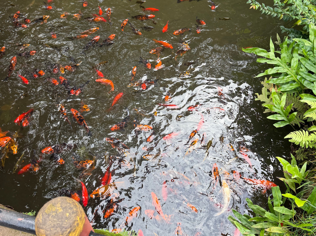 Go Tours Hawaii-火奴鲁鲁必去景点