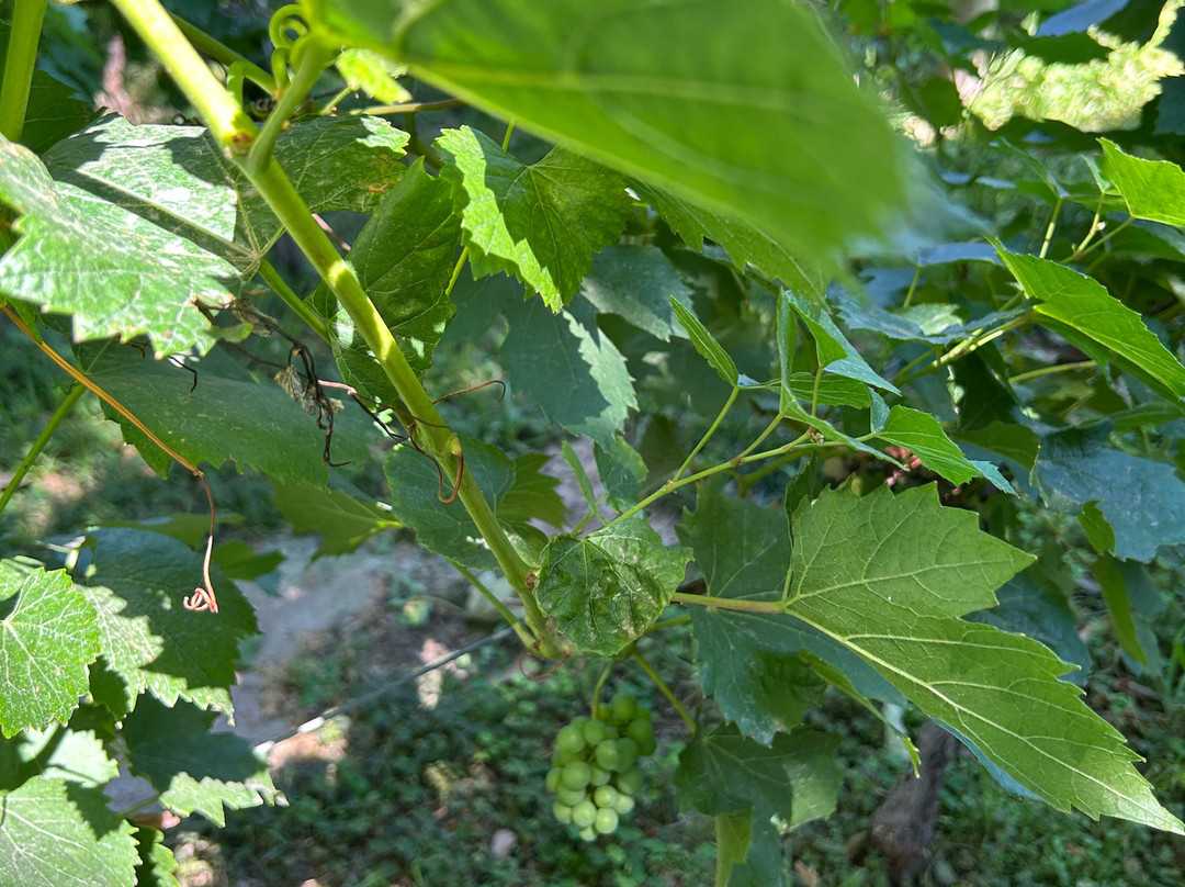 Bodega Chandon-阿格雷洛必去景点