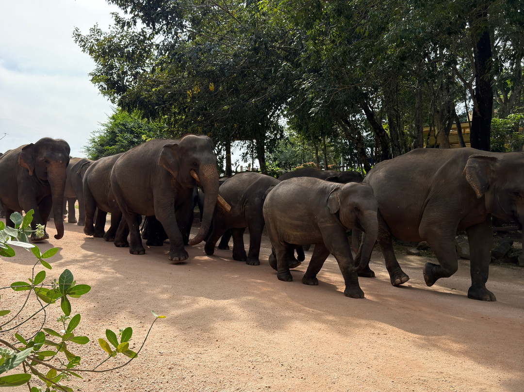 EMI Tours - Sri Lanka-Waikkal必去景点
