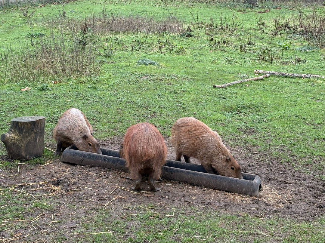 Hoo Zoo And Dinosaur World-特尔福德必去景点