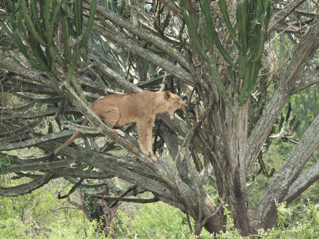 Eco Adventure Safaris-恩德培必去景点