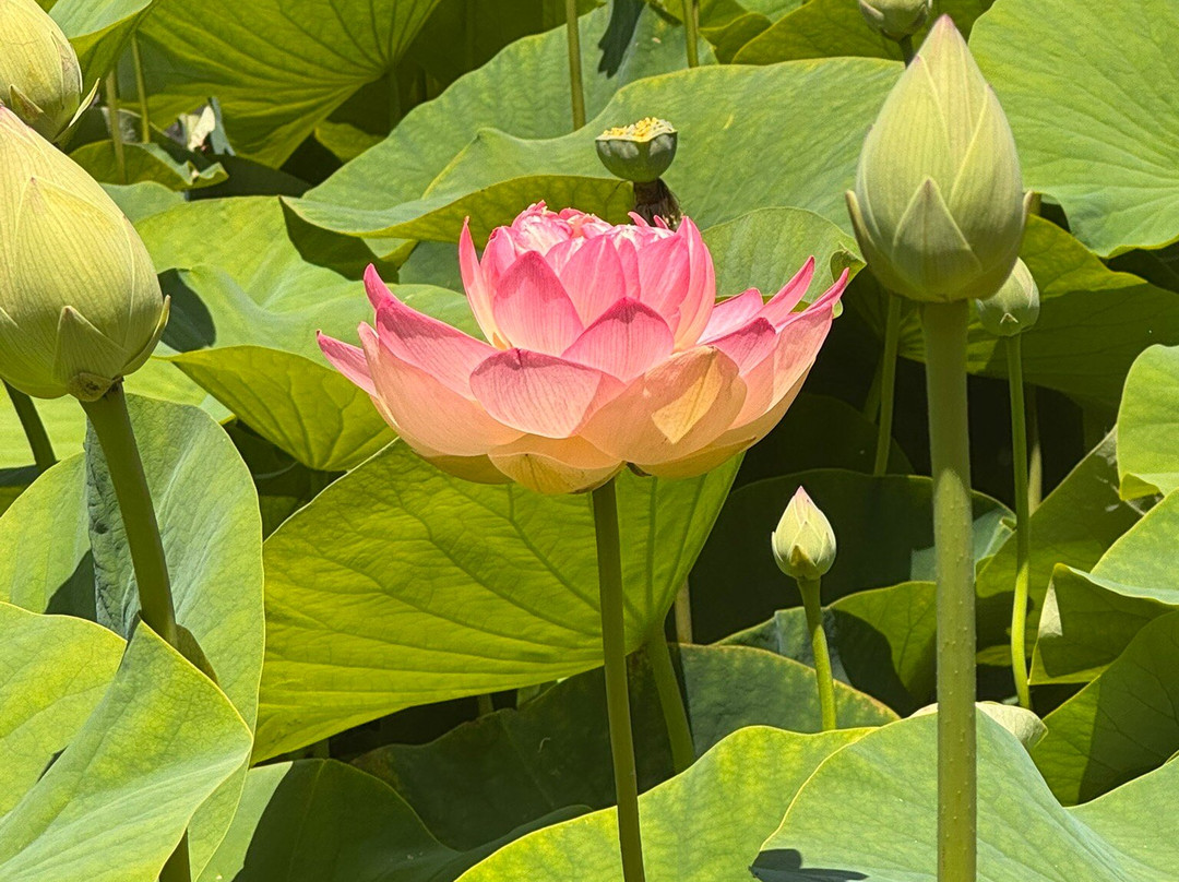 Blue Lotus Water Garden-Yarra Junction必去景点