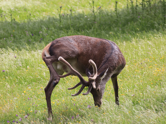 Sierra de Andújar – Lynx Territory-Andujar必去景点