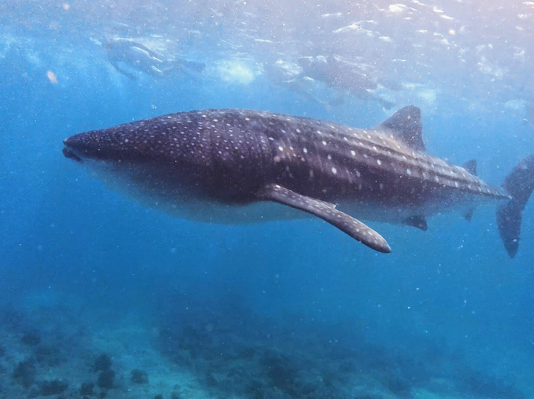 Blue Horizon-马累必去景点