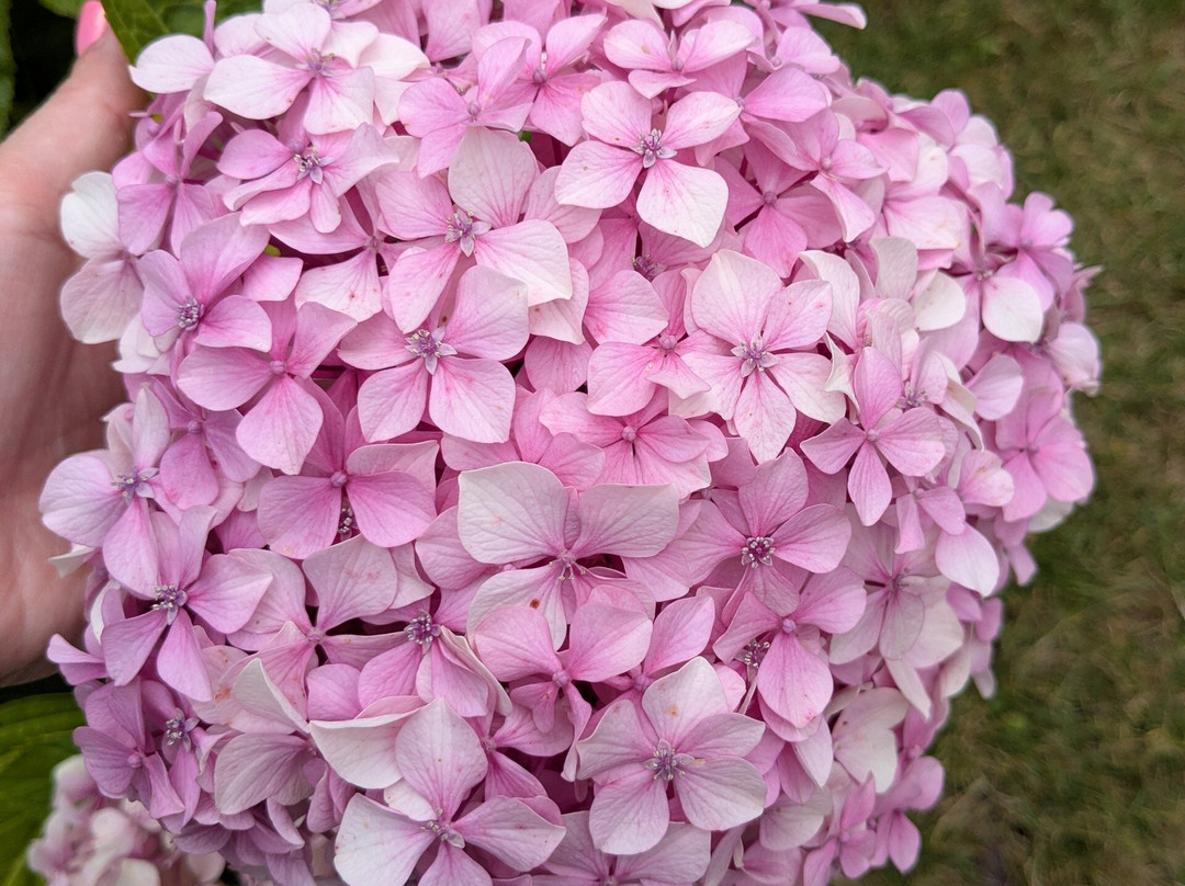 Chateau de Keriolet-孔卡尔诺必去景点