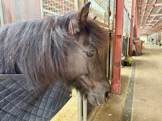 Centennial Equestrian-Moore Park必去景点