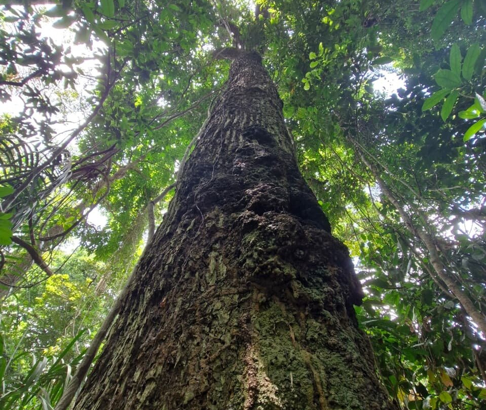 Cronos Transfer Ecoturismo-Alter do Chao必去景点