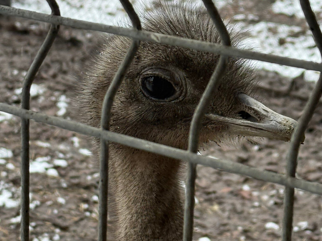 Szeged Zoo-塞格德必去景点