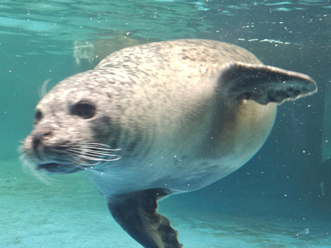 Sea Life Scarborough-斯卡伯勒必去景点