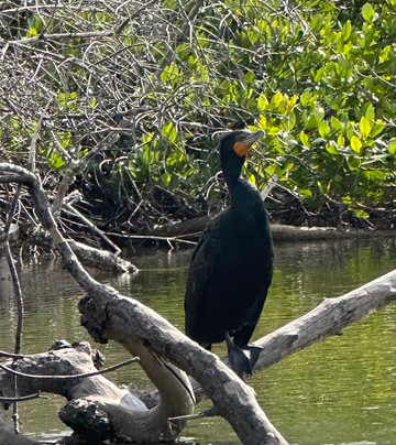 Tarpon Bay Explorers-萨尼贝尔岛必去景点