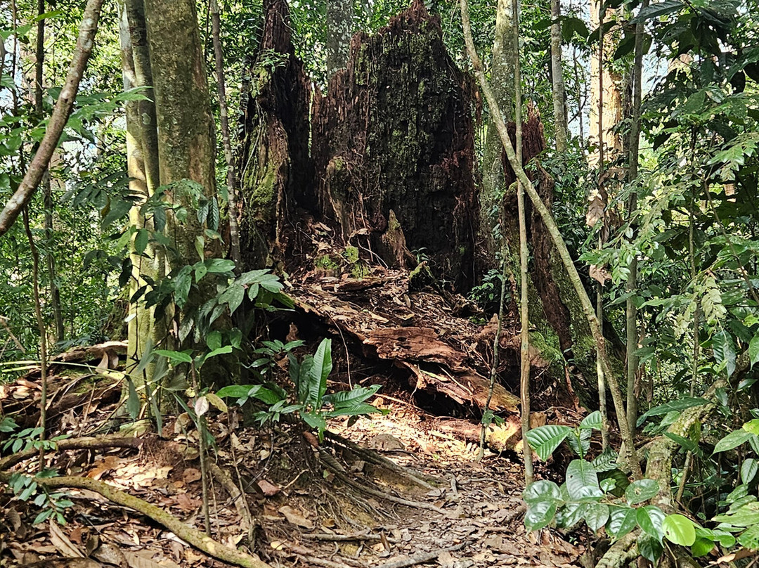 Explore Sumatra Orangutan-武吉拉旺必去景点