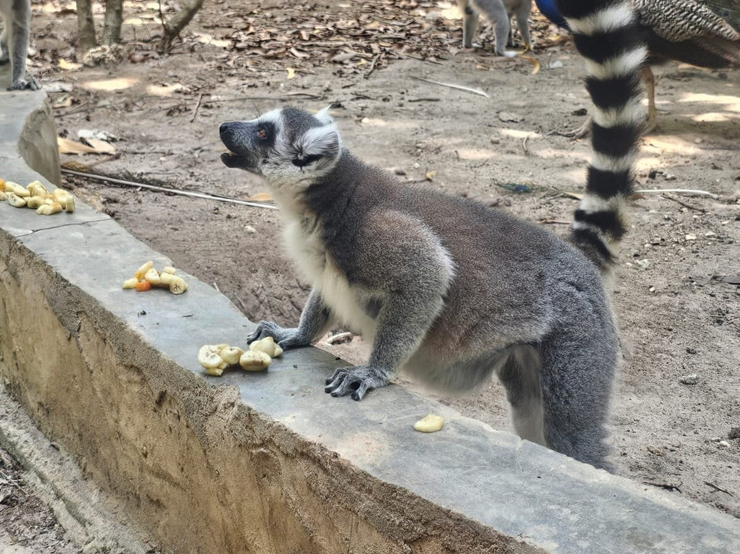 猎豹动物园-桑给巴尔岛必去景点