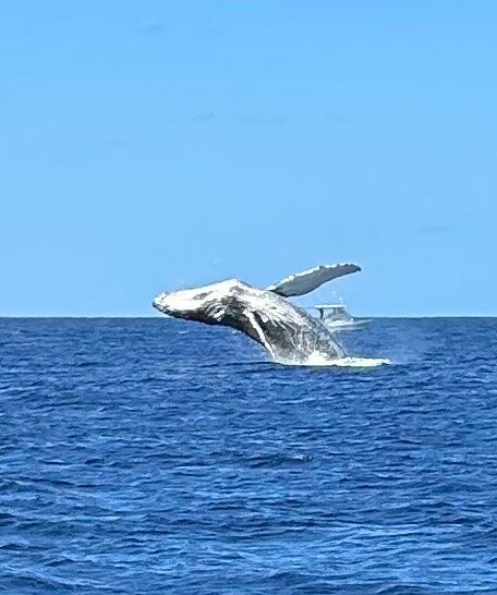 纳帕利冒险之旅-科卡哈必去景点