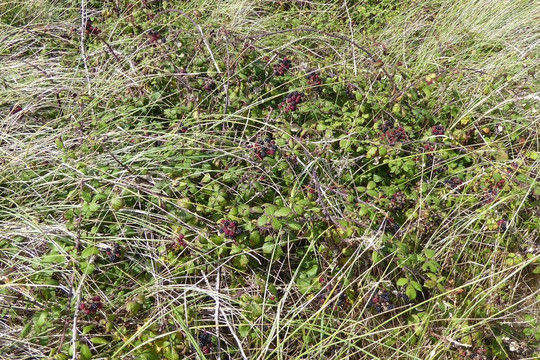 Pwllheli Beach-Pwllheli必去景点