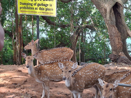 Trinco Bike and Scooter Rent-Trincomalee必去景点