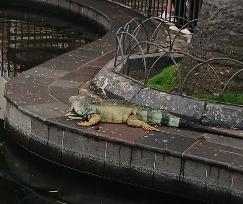 Parque Seminario-瓜亚基尔必去景点