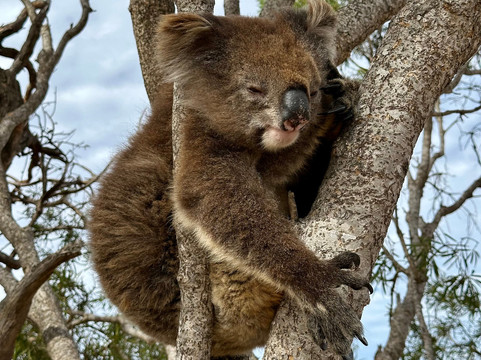Mikkira Station Koala Sanctuary-Port Lincoln必去景点
