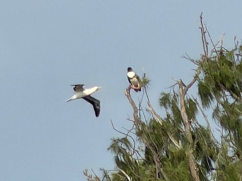 津劳也亚自然生物保护区-基拉韦厄必去景点