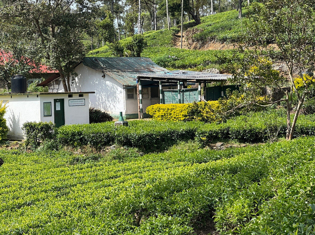 Aloka Sanna Travel Agency-Aluthgama必去景点