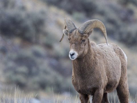 Yellowstone Wild-加德纳必去景点