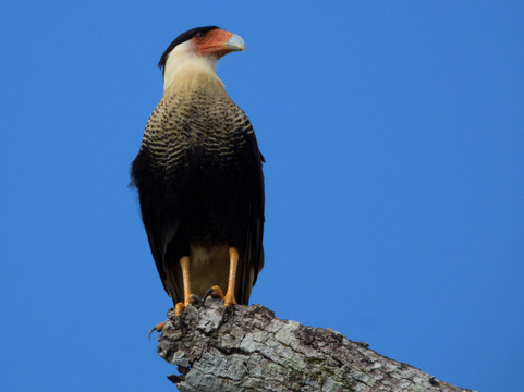 Paraíso Tropical Cano Negro-Cano Negro必去景点