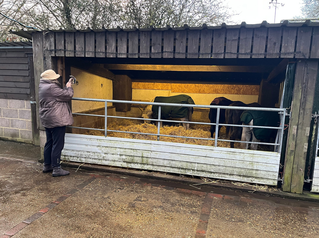 Brockenhurst Donkey Walks-Brockenhurst必去景点