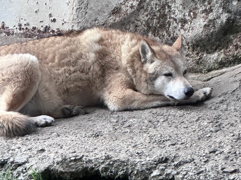 Padmaja Naidu Himalayan Zoological Park-大吉岭必去景点