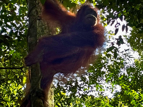 Local Guides-武吉拉旺必去景点