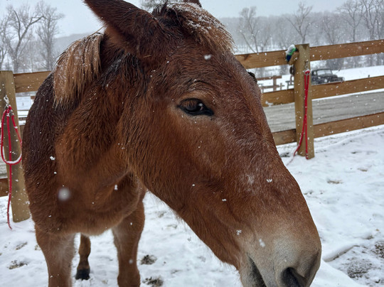 Del's Triangle 3 Ranch-Clark必去景点