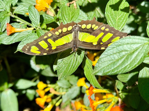 Doka Estate Coffee Tour-Poas Volcano National Park必去景点