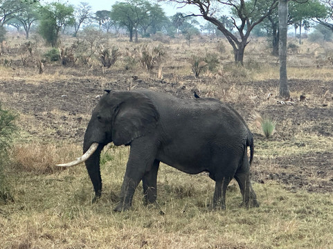 Ngoni Safaris Uganda-坎帕拉必去景点