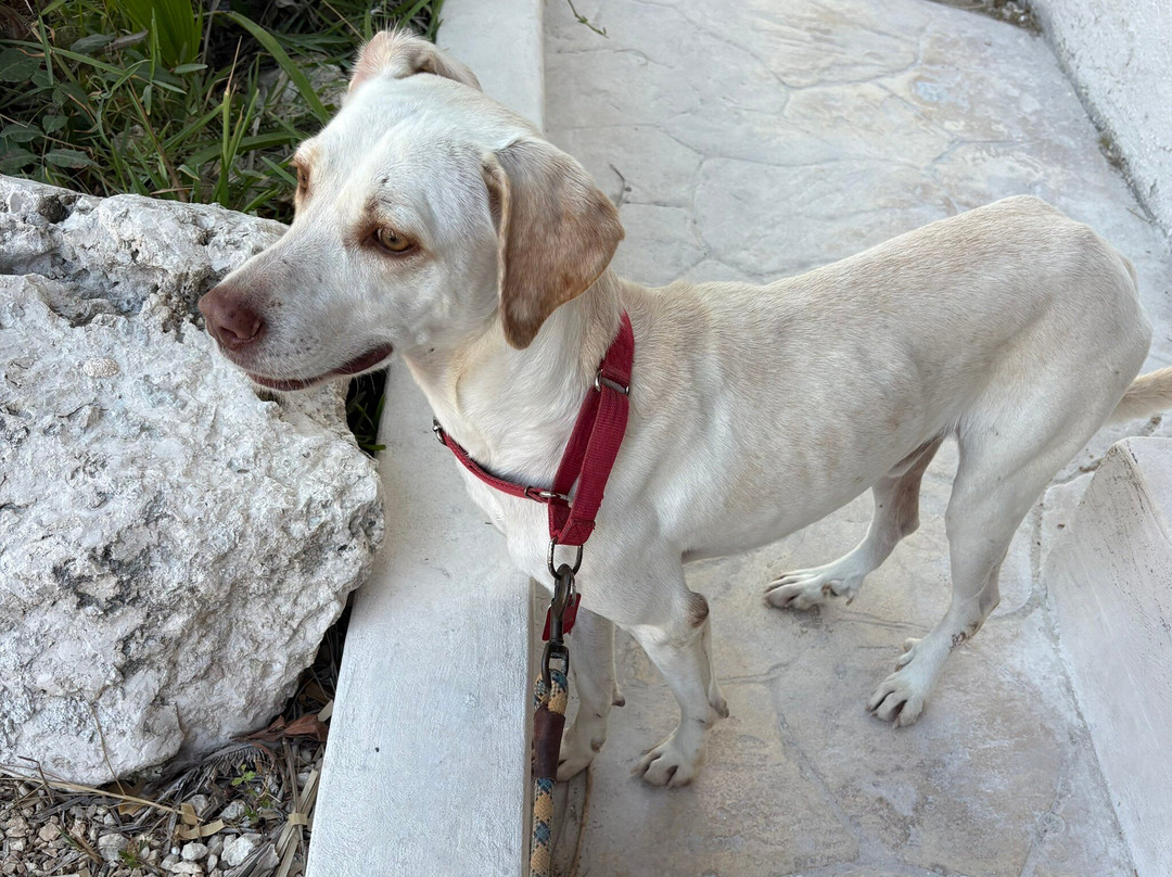 Refugio Holbox-Holbox Island必去景点