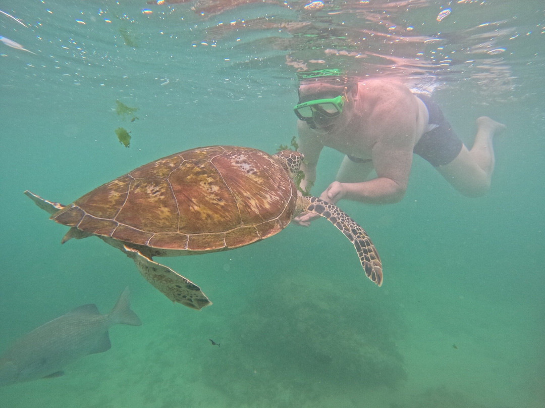Mirissa Turtle Snorkeling Tours-美蕊沙必去景点