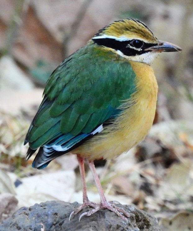 Kadumane Homestay-官方