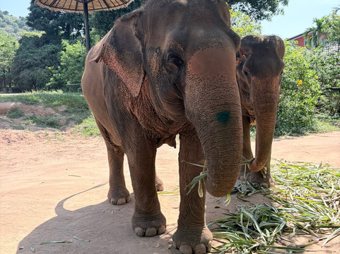 Samui Elephant Sanctuary-波普特必去景点