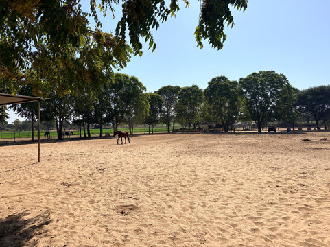 A Baisa’s Adventures-Shekhawati必去景点