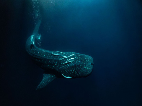 Adora Liveaboard, Maldives-马累必去景点