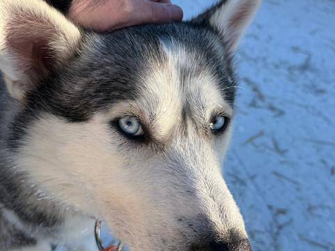 哈士奇雪橇之旅-罗瓦涅米必去景点