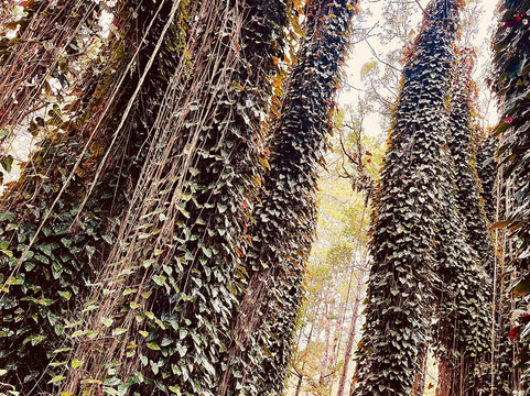 Sophie Nature Walk-Vacoas必去景点
