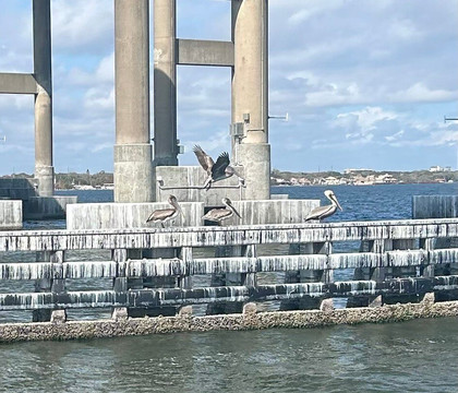 Good Natured River Tours-墨尔本必去景点