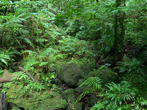Spanny Falls-多米尼克必去景点