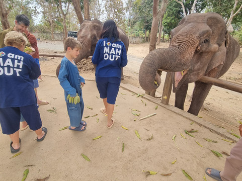 All Lao Elephant Camp-琅勃拉邦必去景点
